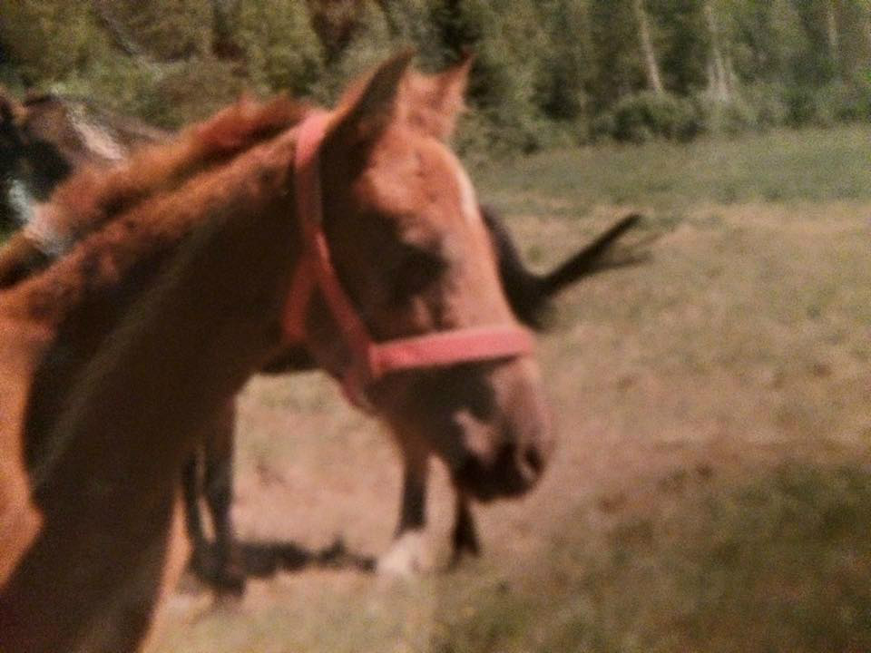 Amie
Foto Anna Hugosson