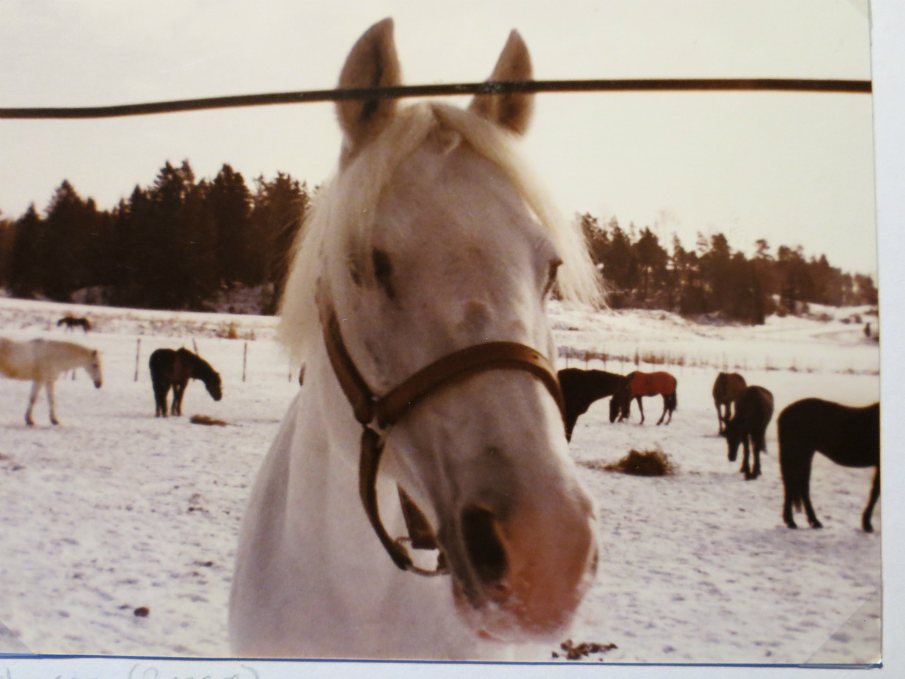 Becca ca 1981
Foto Susanne Carlsson