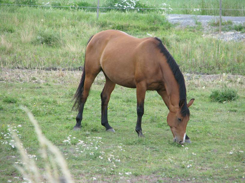 Bettan sommarbete Smedby
Foto Susanne Carlsson