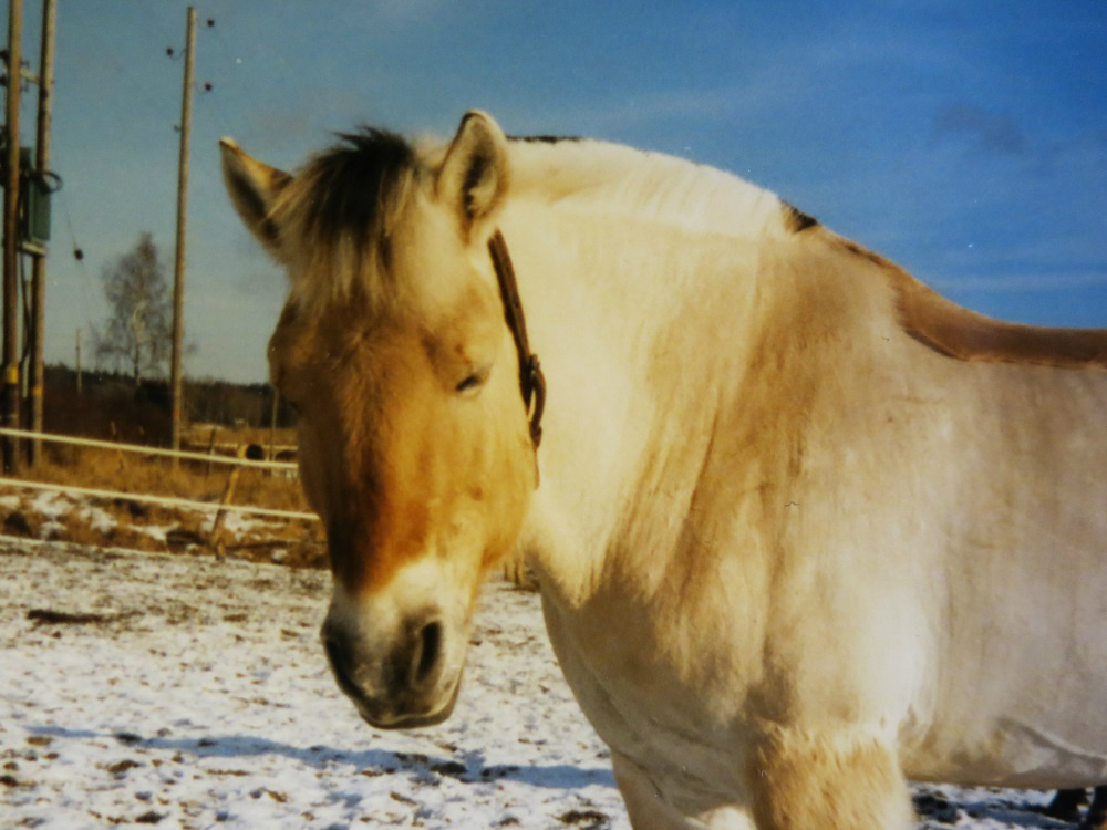 Buster
Foto Susanne Carlsson