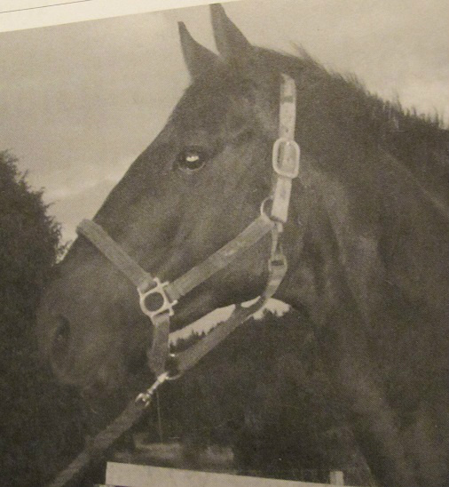 Cannan
Foto Käpphästen
