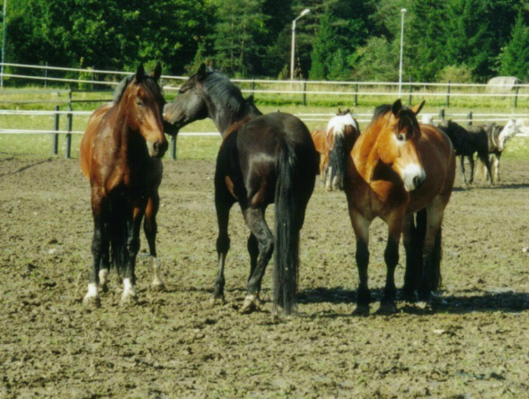 Challe, Cannan & Musse
Foto Susanne Carlsson
