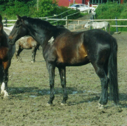 Cannan
Foto Susanne Carlsson