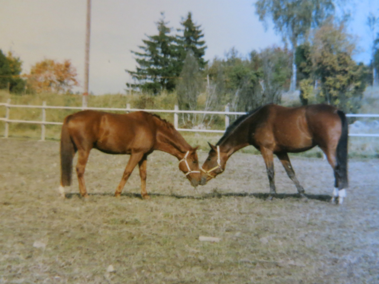 Valentino & Caster
Foto Susanne Carlsson