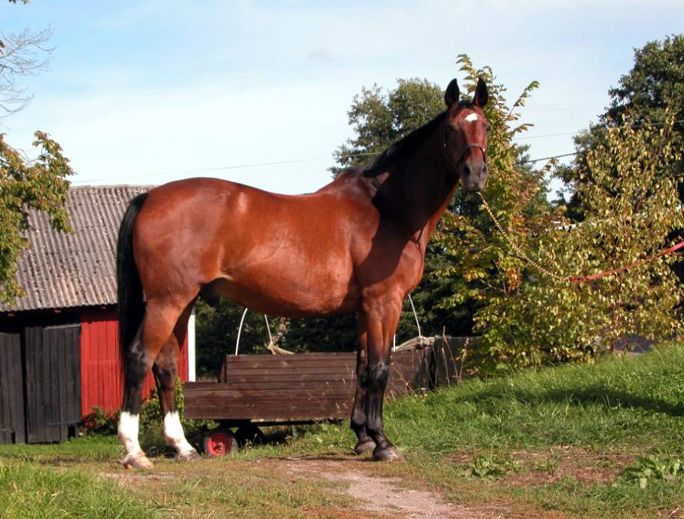 Caster
Foto Katja Lager