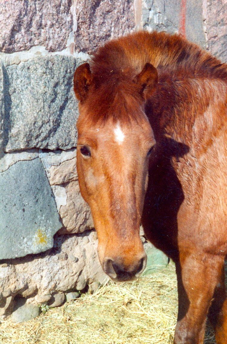 Ceres dotter Undine
Foto Tunarp