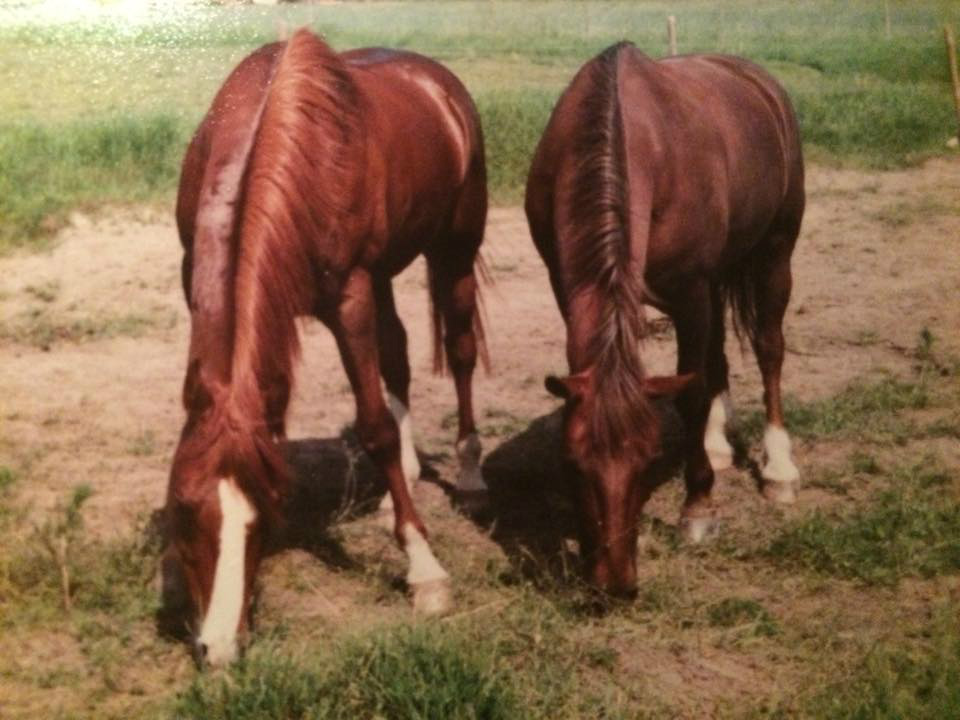 Djedim & Krabat, sommarbete Boo gård 1983
Foto Ingela Toth 