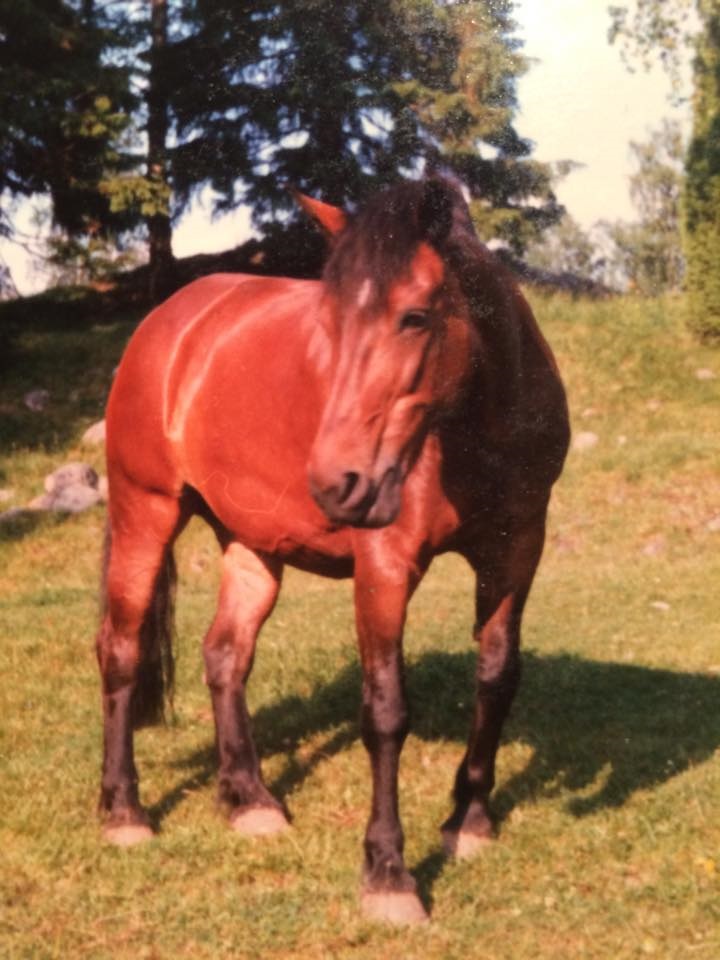 Foto Ingela Toth, taget 1981 på Tunarp