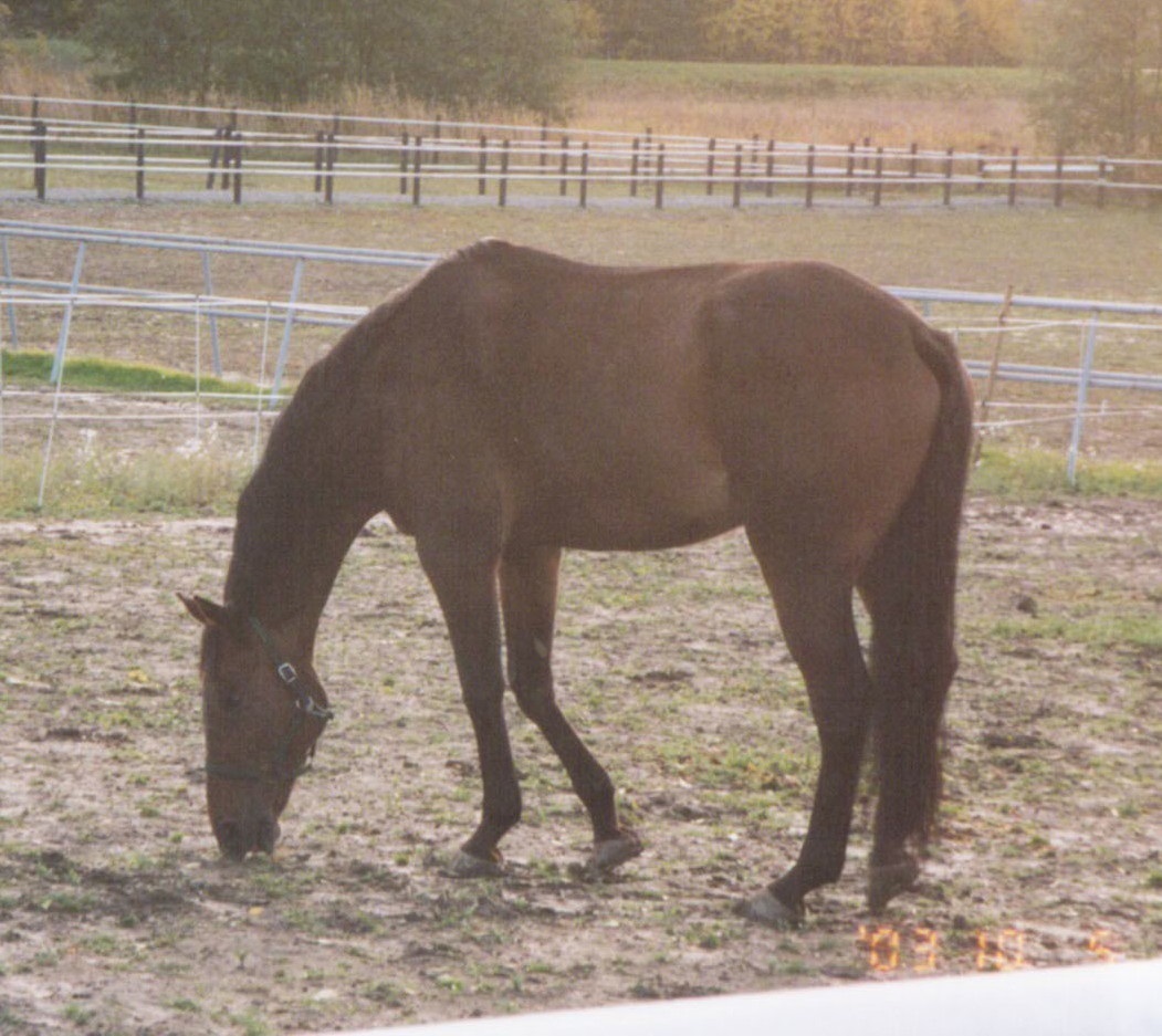 Foto sussisus 2003-10-05