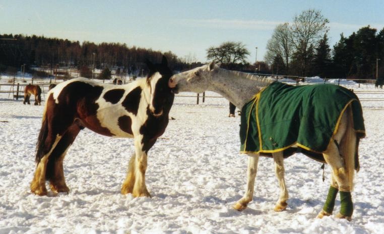 Gullene & Grandy 2003-02-19