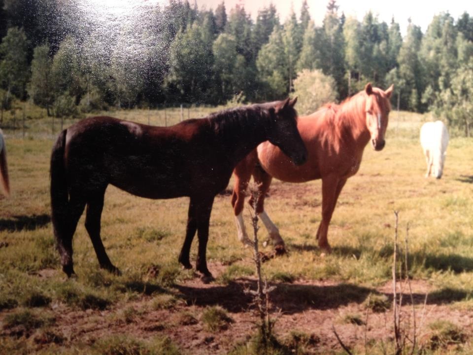 Dolly & Illerim 1982 Ridläger hos Margareta Hedlund Foto Ingela Toth