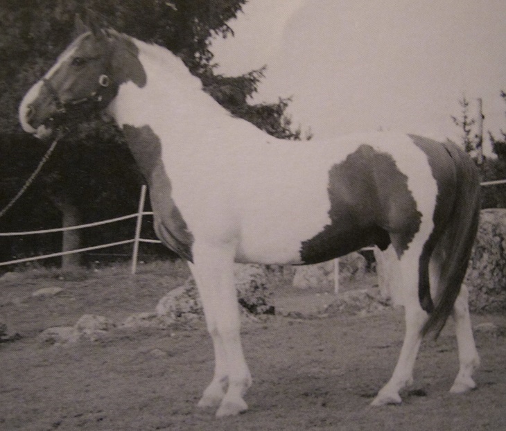 Foto från Käpphästen