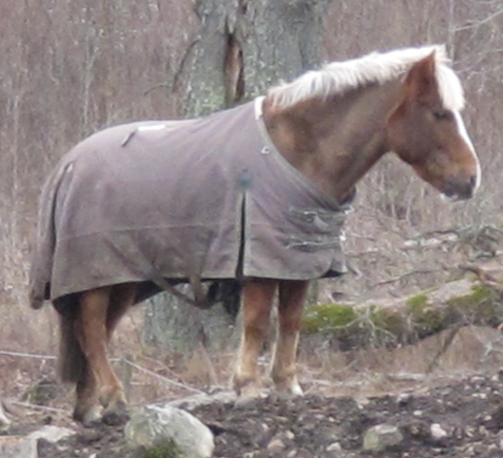 2012-04-01 Foto sussisus