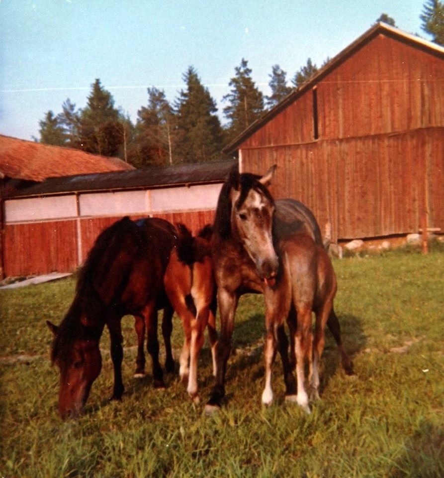 1968 Sofie, Josh, Madicken, Jocoma Foto Birgitta Karlquist