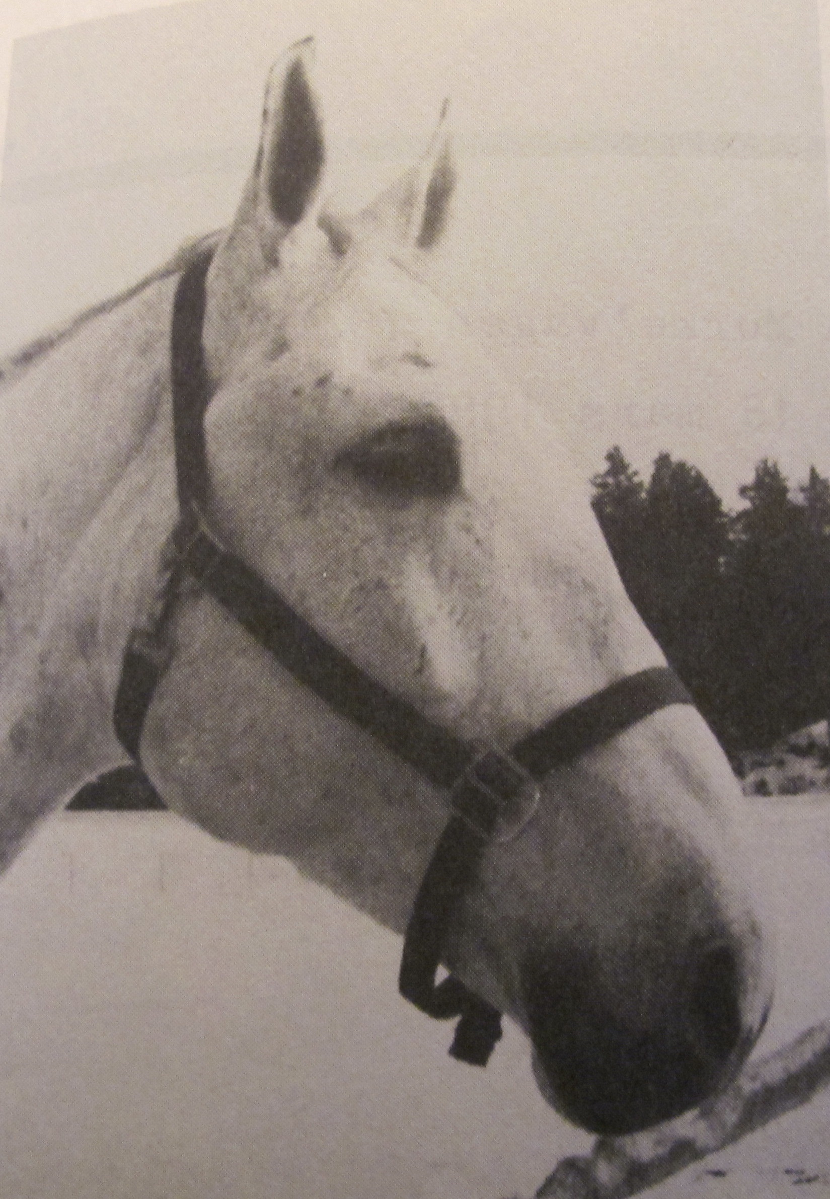 Foto från Käpphästen