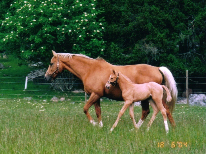 Bella-Lill & Bellatrix 2004-06-18 Foto sussisus