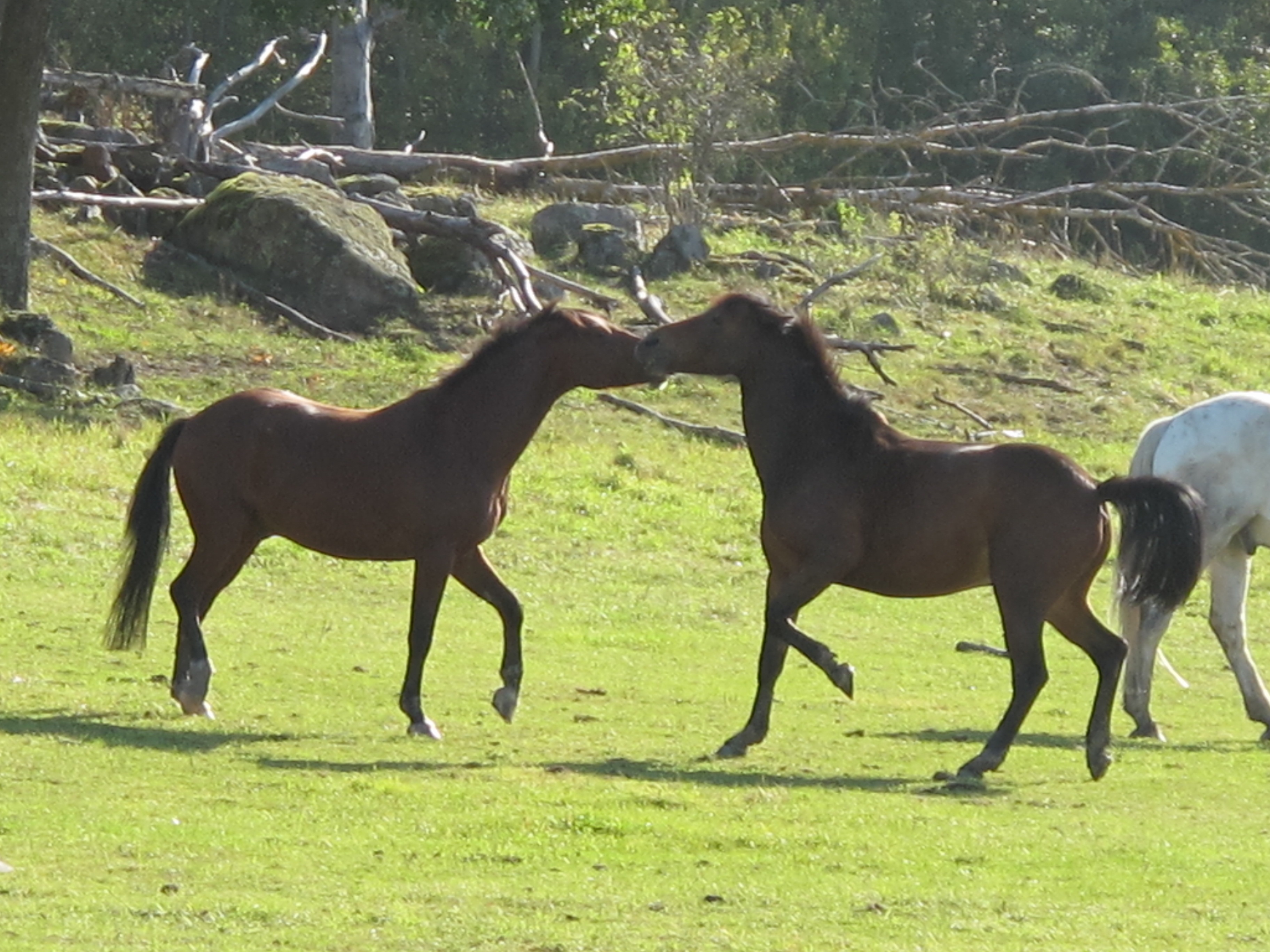 Osian & Tom 2012-09-16