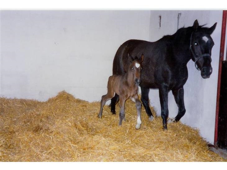 Schaco med mamma Akitha Foto Sofie Engstrom