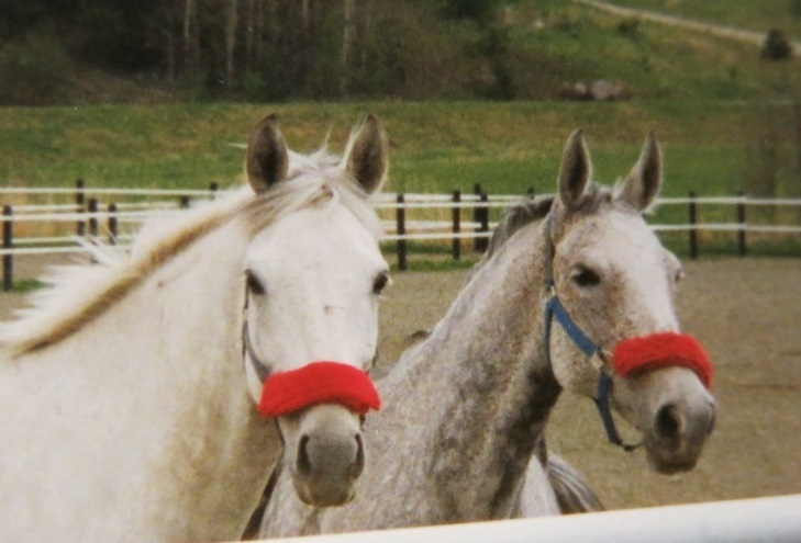Silver & Ärtan 1994-05-23