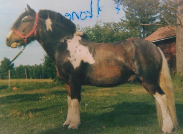 1980 sommarbete i Dalarna Foto Anne-sopie Wallin fd Wirström