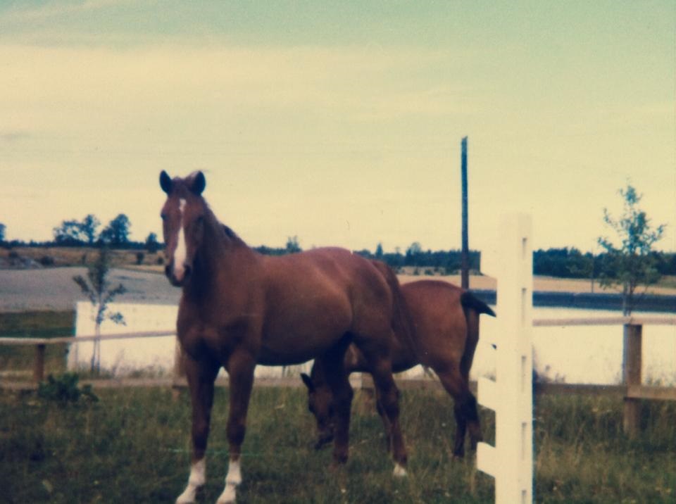 Timotej & Krummis Rydbo 1972 Foto Anna Furberg 