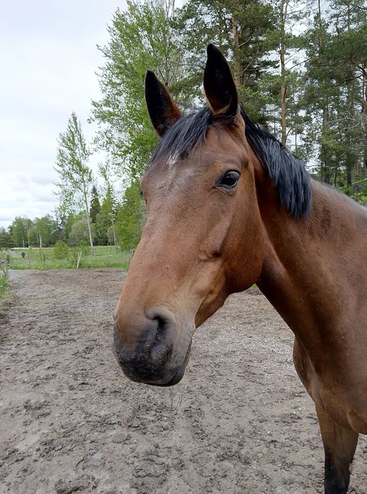 Foto Richard Boksjö