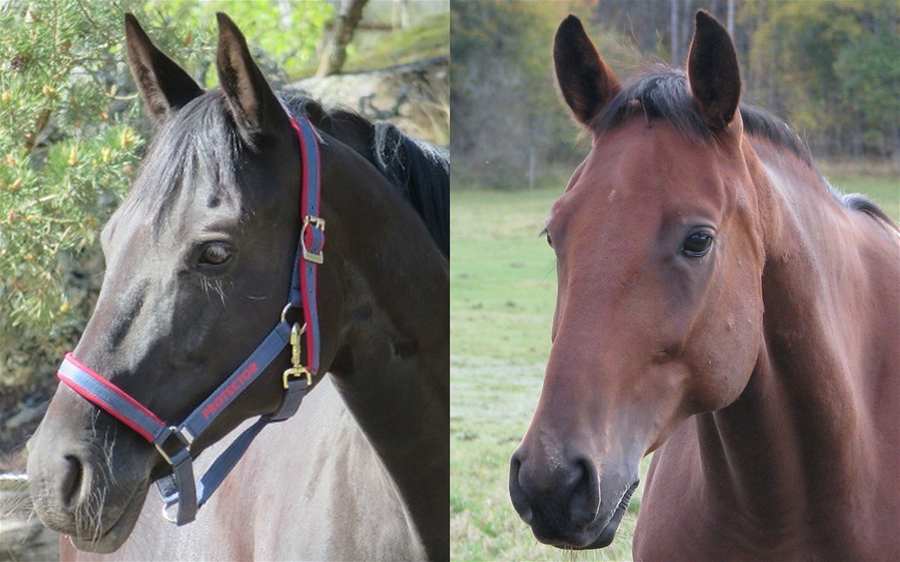 Sysslingar (samma mormors mor) Minou & Laurel