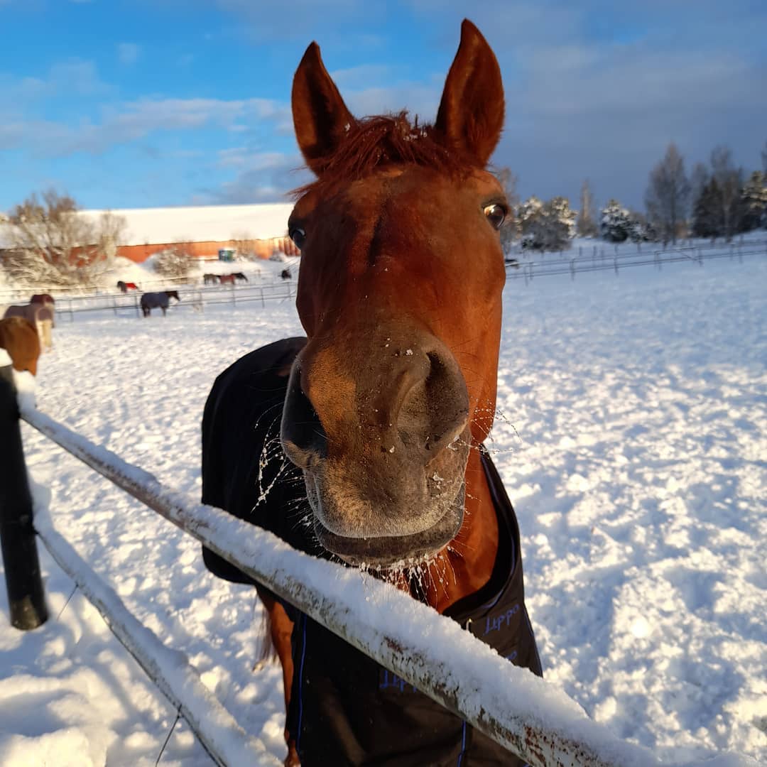 Foto Richard Boksjö