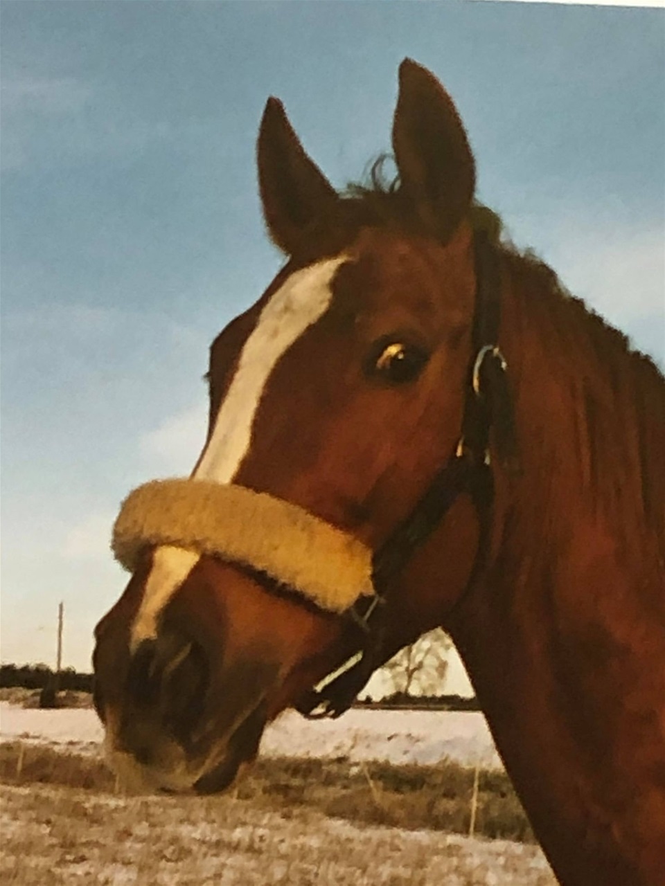 Foto Marlene Kamsvik